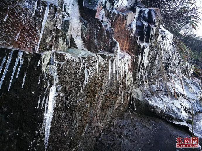 小长颈鹿逃离